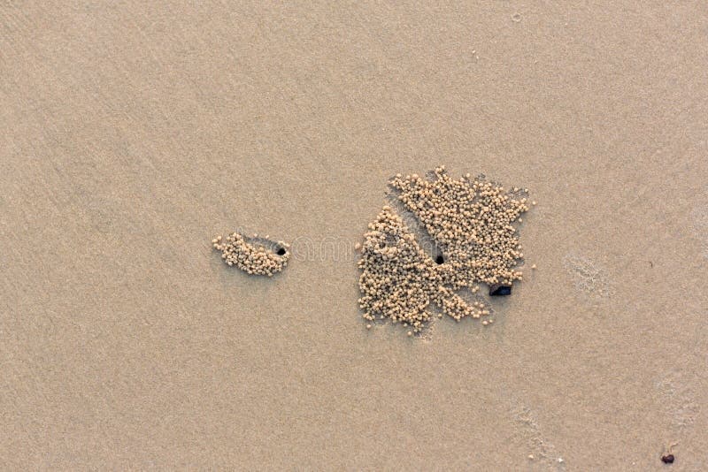 Burrow of ghost crab on sand beach. art architecture from nature live. crabs hole and sand ball. natural art on sea beach. image f