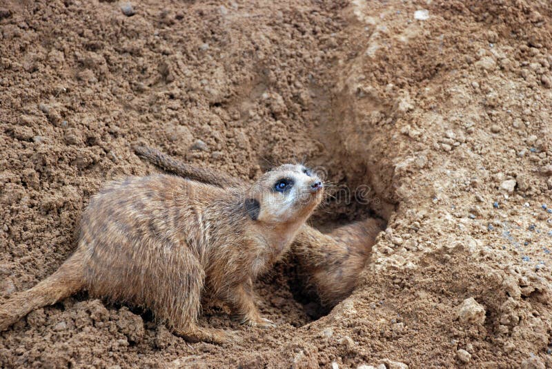 Burrowing Meerkat Mongoose stock photo. Image of africa - 17010656 Burrowing Meerkat Mongoose stock photo. Image of africa - 17010656