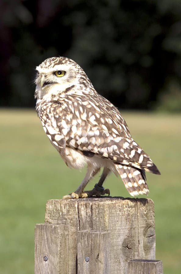 Burrowing Owl