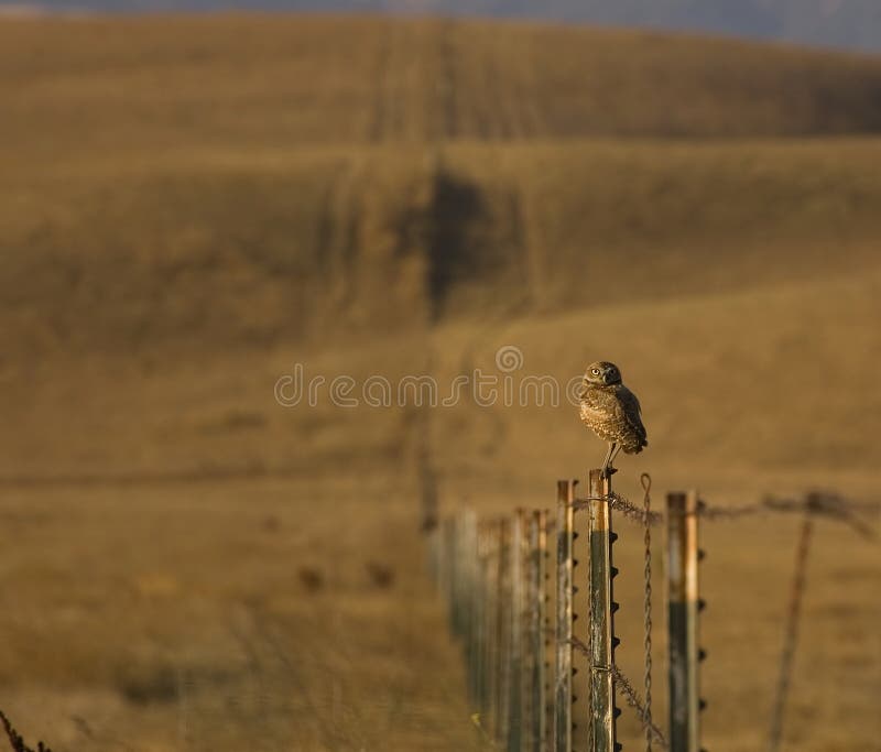 Burrowing Owl