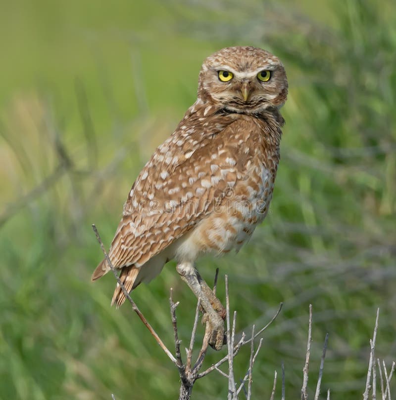 Burrowing Owl on the hunt stock image. Image of evening