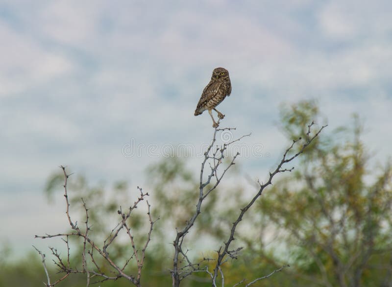 Burrowing Owl stock photo. Image of food, feathers, burrowing 54285566