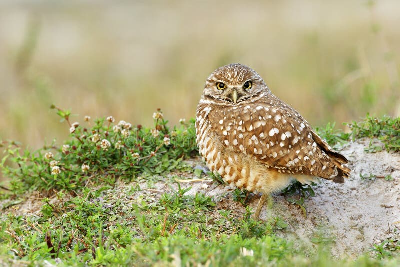 Burrowing Owl next to nest