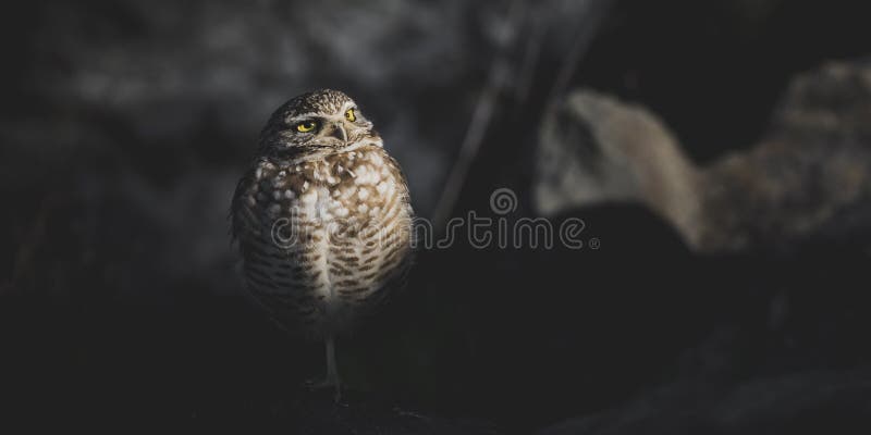 Burrowing Owl Portrait Shrouded na posição na frente das rochas - orientação larga da escuridão com espaço da cópia imagem de stock royalty free Burrowing Owl Portrait Shrouded na posição na frente das rochas - orientação larga da escuridão com espaço da cópia imagem de stock royalty free