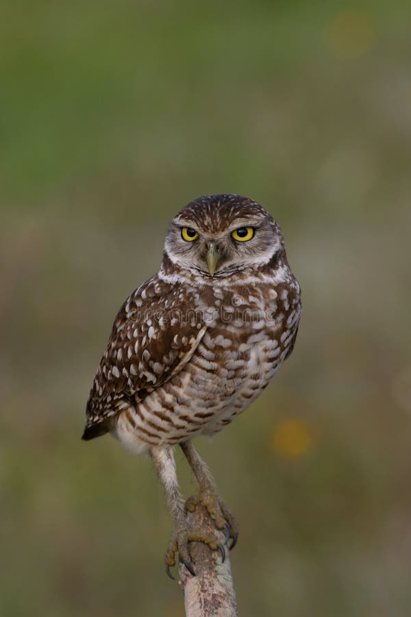 Burrowing Owl on post