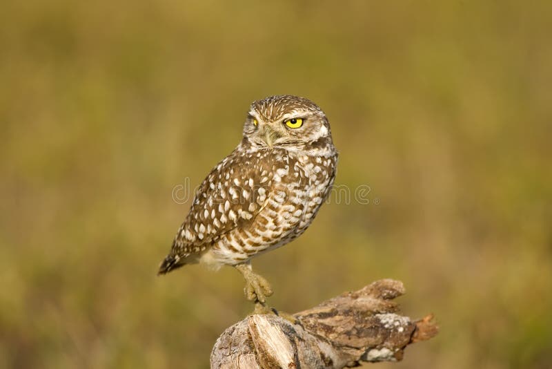 Burrowing Owl rests his feet