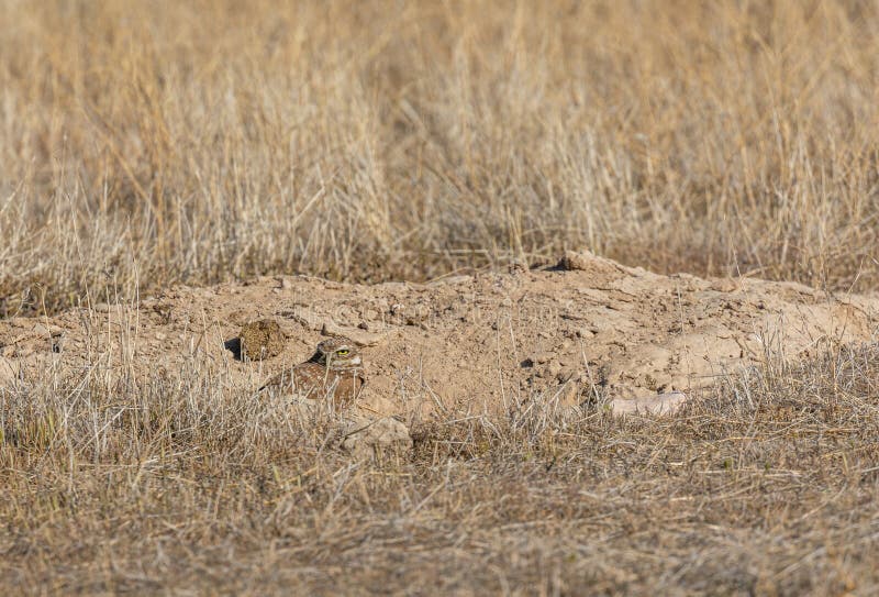 Burrowing Owl in the Utah Desert Stock Photo Image of burrowing