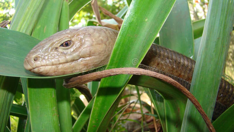 Burton`s Legless Lizard : Lialis Burtonis. Its Characteristics: Possessing Eyelids, Possessing External Ear Openings Close Up of L Stock Image - Image of isolated, dangerous: 198459093 Burton`s Legless Lizard : Lialis Burtonis. Its Characteristics: Possessing Eyelids, Possessing External Ear Openings Close Up of L Stock Image - Image of isolated, dangerous: 198459093
