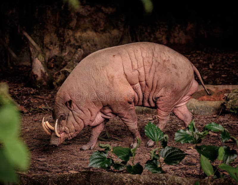 Buru Babirusa (babyrussa Babyrousa) στοκ εικόνες Buru Babirusa (babyrussa Babyrousa) στοκ εικόνες