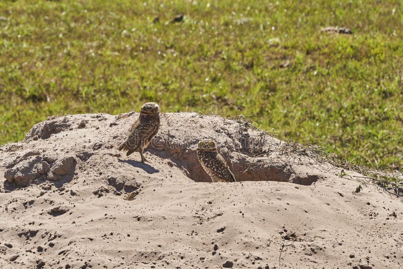 burrowing owl Athene cunicularia sitting at their den in the Pantanal The small long legged owl can be found in grasslands rangelands agricultural areas deserts in North and South America. burrowing owl Athene cunicularia sitting at their den in the Pantanal The small long legged owl can be found in grasslands rangelands agricultural areas deserts in North and South America