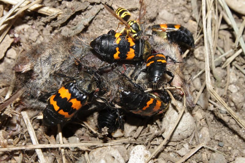 Burying Beetles Illinois Wildlife