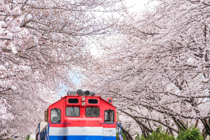 Busan Train between Raw of Cherry Blossom in Jinhae, Jinhae Gunhangje