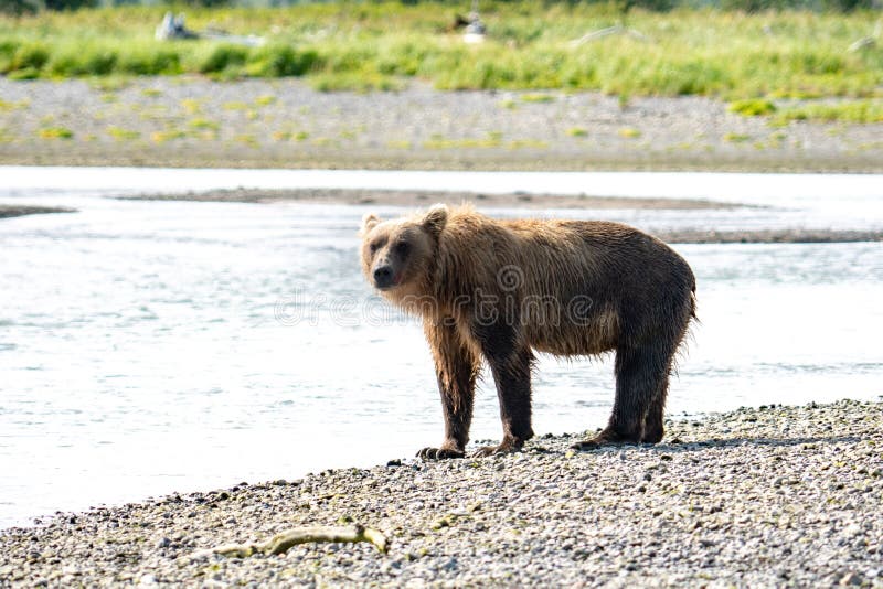 Buscas litorais do Alasca do urso do urso de Brown para peixes em um rio no parque nacional de Katmai, sentando-se em um sandbar imagem de stock Buscas litorais do Alasca do urso do urso de Brown para peixes em um rio no parque nacional de Katmai, sentando-se em um sandbar imagem de stock