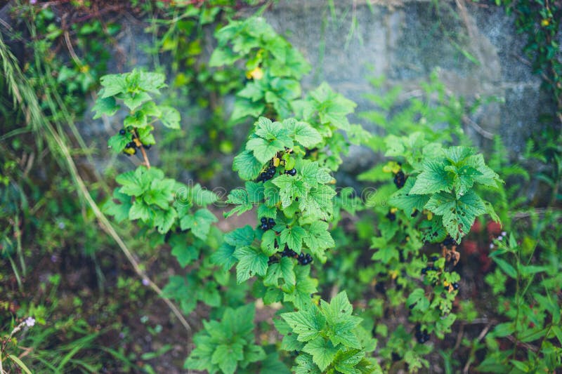 Busch Der Schwarzen Johannisbeere Im Garten Stockfoto Bild von