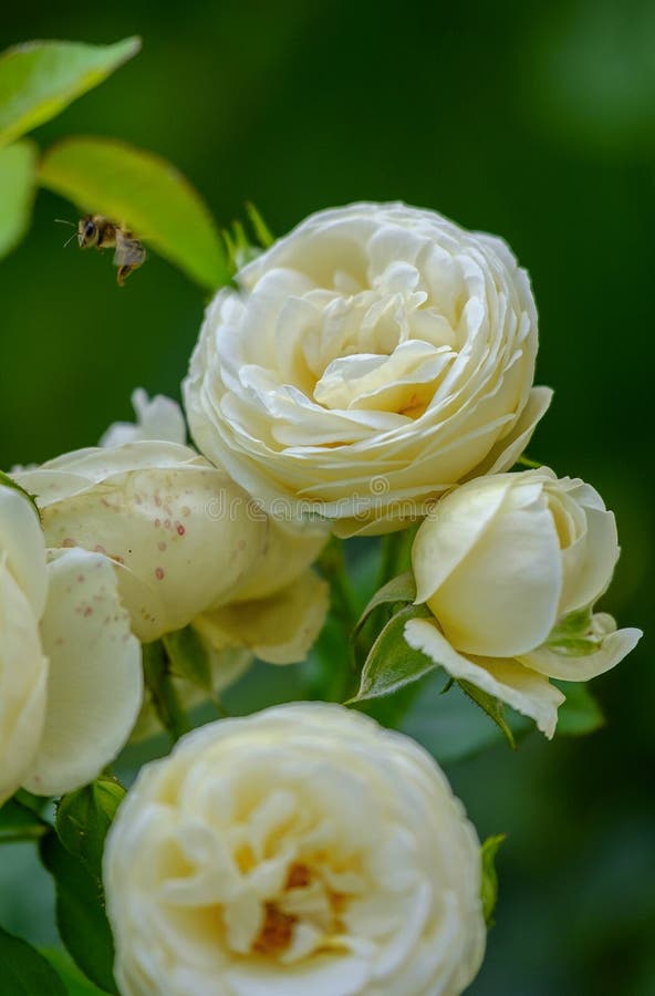 Buschige weiße Rosen im Garten 4 stockbild Buschige weiße Rosen im Garten 4 stockbild