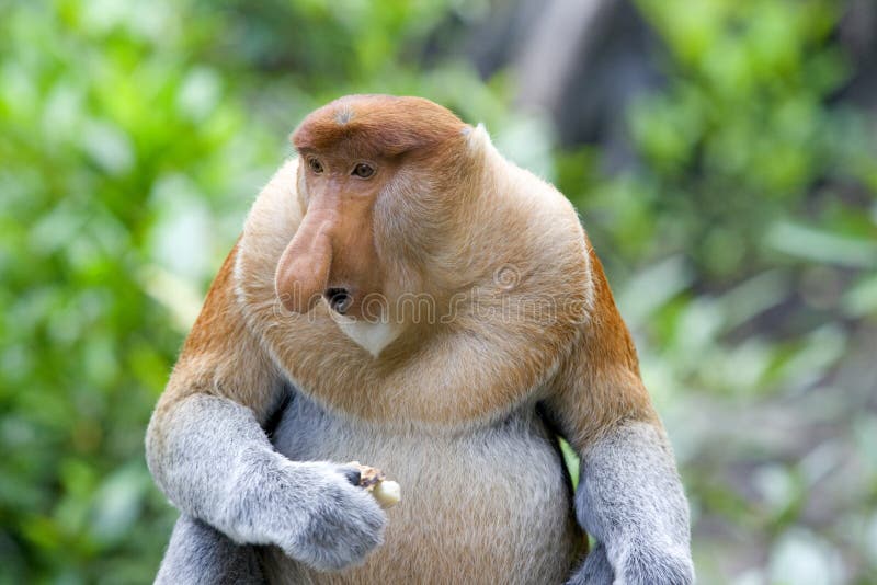 Buse de singe photo libre de droits