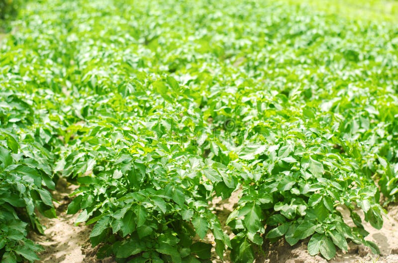 Bush-Anlage des jungen Kartoffelanbaus auf dem Gebiet, bewirtschaftend, Landwirtschaft, Gemüse, umweltfreundliche Agrarprodukte, stockfoto Bush-Anlage des jungen Kartoffelanbaus auf dem Gebiet, bewirtschaftend, Landwirtschaft, Gemüse, umweltfreundliche Agrarprodukte, stockfoto