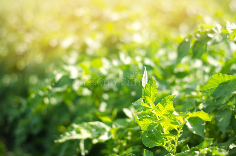 Bush-Anlage des jungen Kartoffelanbaus auf dem Gebiet, bewirtschaftend, Landwirtschaft, Gemüse, umweltfreundliche Agrarprodukte, lizenzfreie stockfotos Bush-Anlage des jungen Kartoffelanbaus auf dem Gebiet, bewirtschaftend, Landwirtschaft, Gemüse, umweltfreundliche Agrarprodukte, lizenzfreie stockfotos