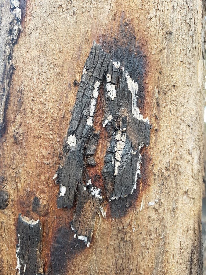 Burn Wood Texture Picture. Image 16837580