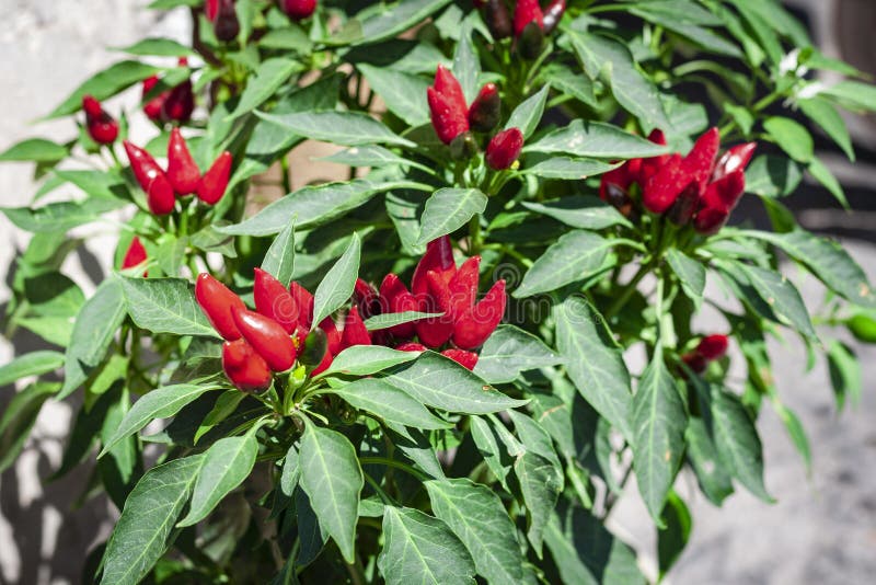 Bush av peppar för röd chili i kruka på trottoaren i Catania, Sicilien, Italien royaltyfria bilder Bush av peppar för röd chili i kruka på trottoaren i Catania, Sicilien, Italien royaltyfria bilder