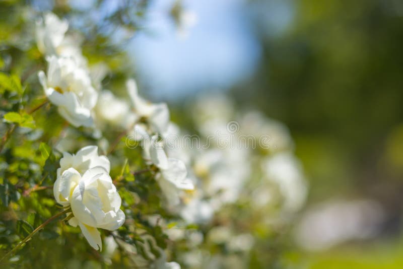Bush av vita rosor på en bakgrund av blå himmel Blom- bakgrund med utrymme för text vita härliga ro fotografering för bildbyråer Bush av vita rosor på en bakgrund av blå himmel Blom- bakgrund med utrymme för text vita härliga ro fotografering för bildbyråer