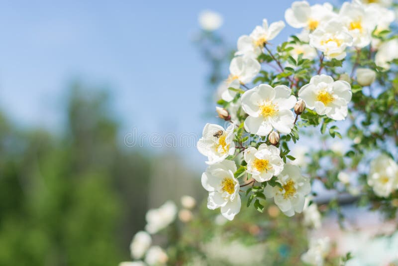 Bush av vita rosor på en bakgrund av blå himmel Blom- bakgrund med utrymme för text vita härliga ro royaltyfria foton Bush av vita rosor på en bakgrund av blå himmel Blom- bakgrund med utrymme för text vita härliga ro royaltyfria foton