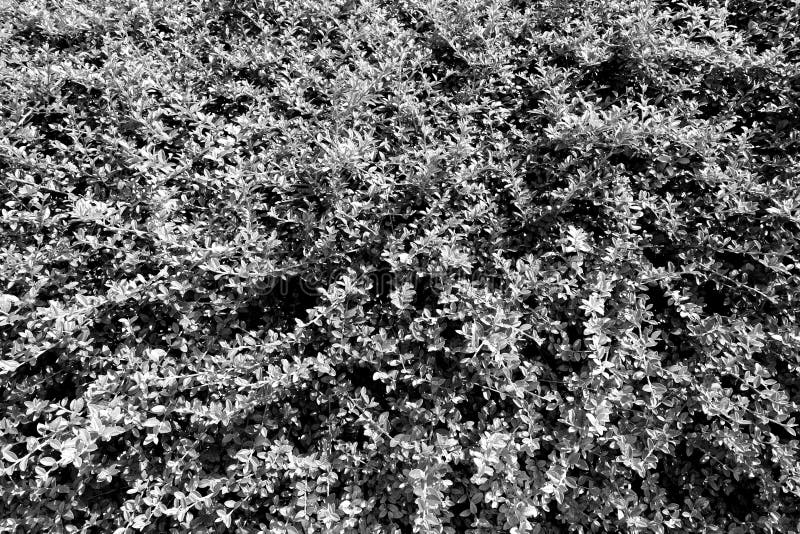 Bush background pattern in black and white. Seasonal background for wallpaper or design, grey, gray, plant, nature, garden, abstract, texture, spring, summer, fresh, isolated, healthy, illustration, graphic, floral, organic, fence, natural, grass, tree, park, ecology, hedge, leaf, decoration, leafs, outdoor, macro, foliage, decorative, beautiful, environment, structure, tile, landscape, textured, closeup, light, bright