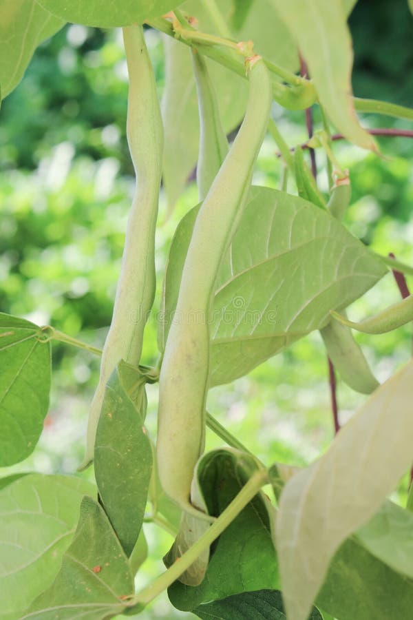 Bush Beans Growing in a Container Stock Image Image of green, garden