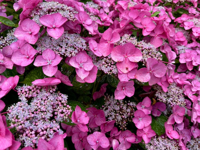 Bush with beautiful hydrangea flowers blooming outdoors closeup photos stock