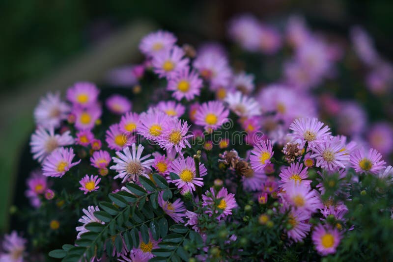 Bush of Beautiful Small Purple Daisies Stock Photo Image of daisy