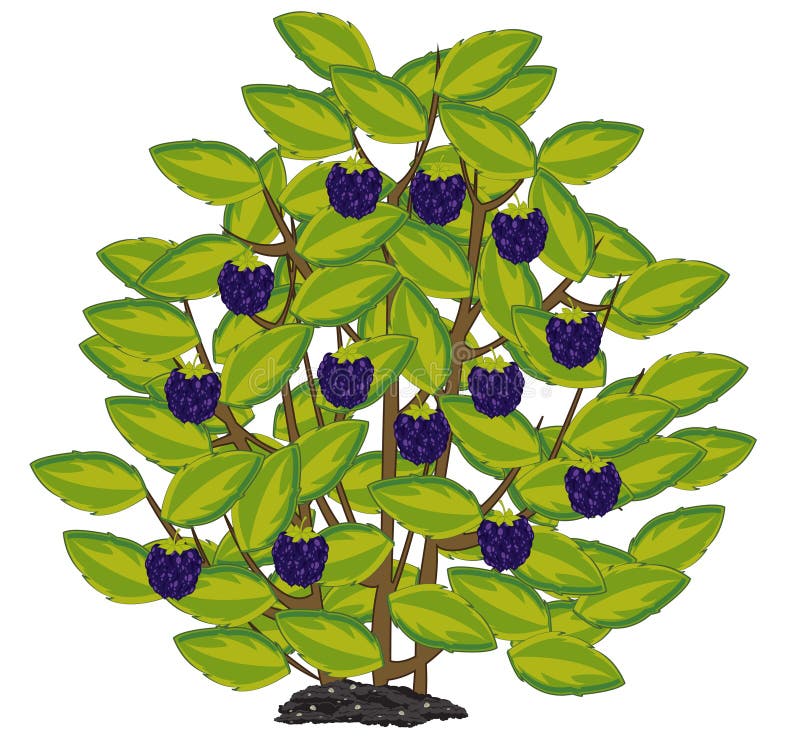 Vector Illustration of the Ripe Berry Blackberry on Bush Stock Vector