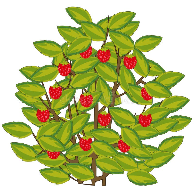 Vector illustration of the bush of the ripe berry of the raspberry stock il...