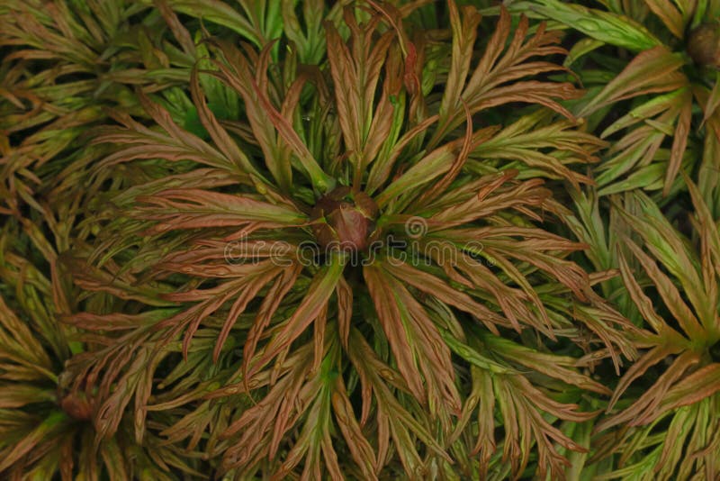 Bush białe peonie na tle ulistnienie, tekstura urlop obraz stock Bush białe peonie na tle ulistnienie, tekstura urlop obraz stock
