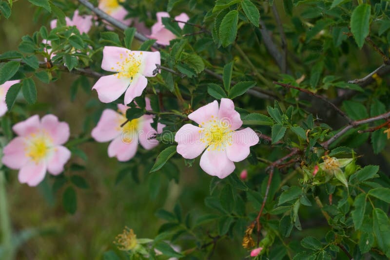 Bush blooming wild rose stock photo. Image of nature 40983044