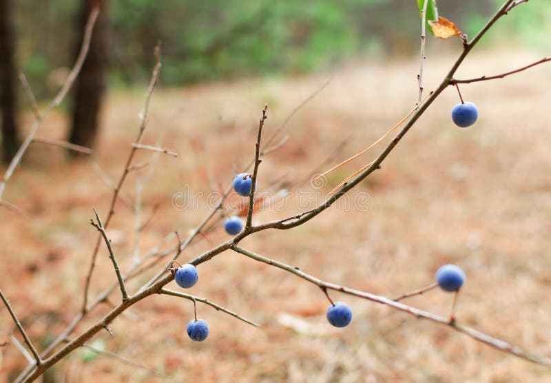 Bush with Blue Berries of Thorns in the Forest. Stock Image Image of