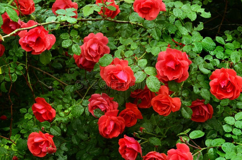 Bush of bright red roses against the dark leaves