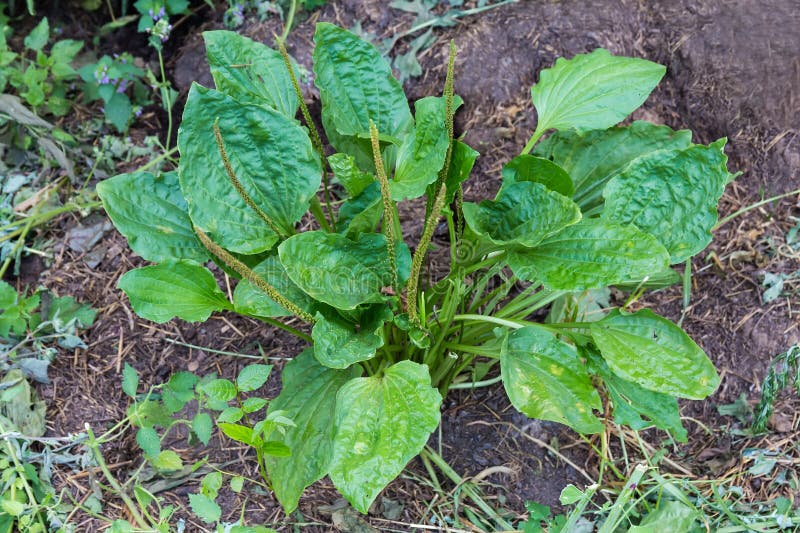 Bush of Broadleaf Plantain with Spikes on Stems on Wasteland Stock