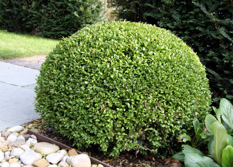 Bush Buxus (Buxus)