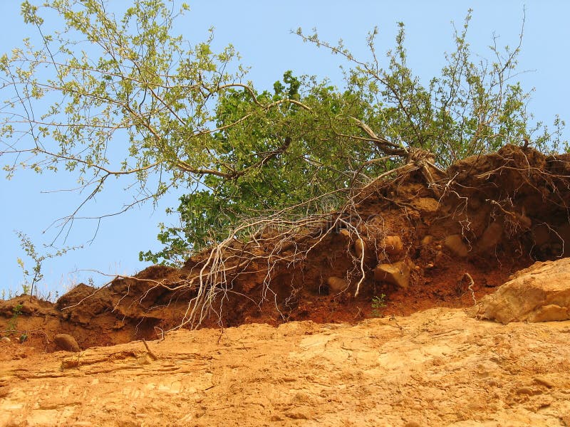 Bush on a clay hill