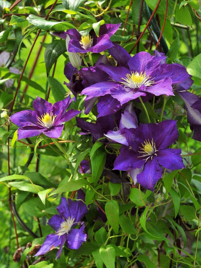 Bush clematis