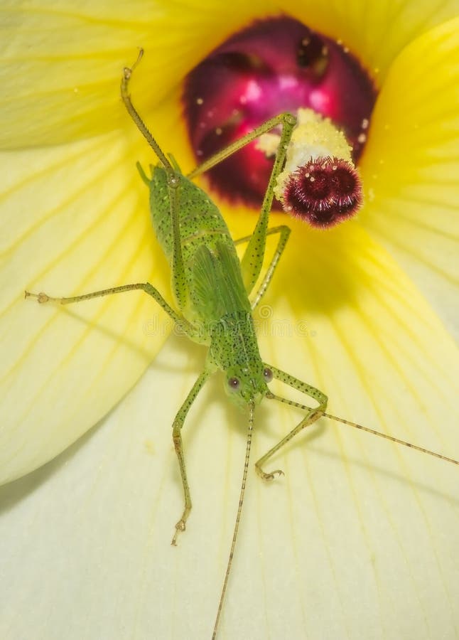 Bush Cricket Insect in the Yellow Flower Stock Photo Image of asian