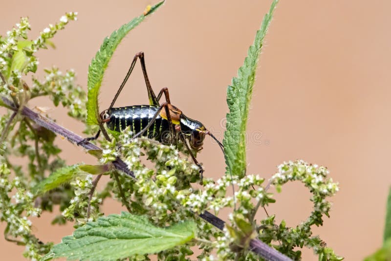 Bush Cricket of the Species Barbitistes Constrictus Stock Photo Image