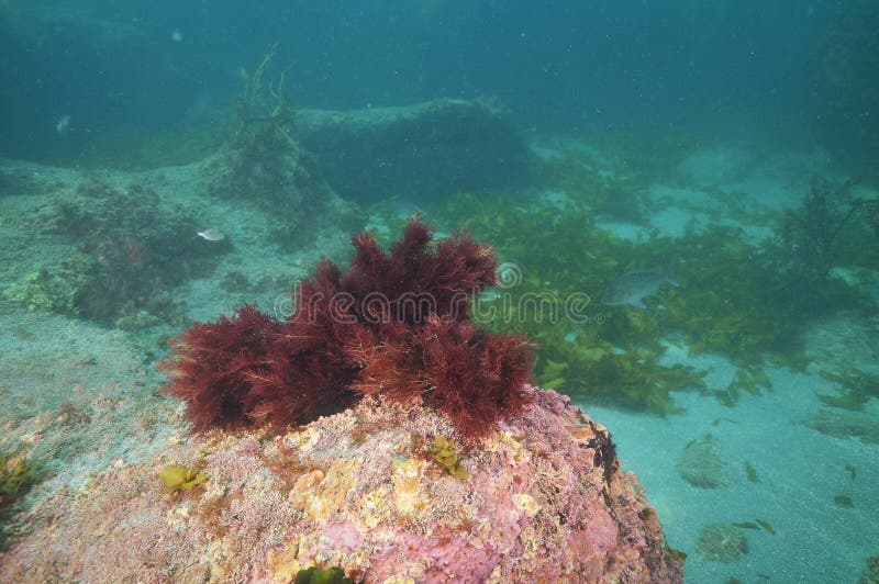 Bush da obscuridade - alga vermelha imagens de stock Bush da obscuridade - alga vermelha imagens de stock