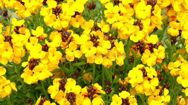 Bush de flores brillantes coloridas almacen de metraje de vídeo