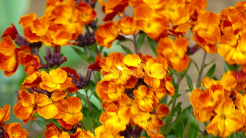 Bush de flores brillantes coloridas metrajes