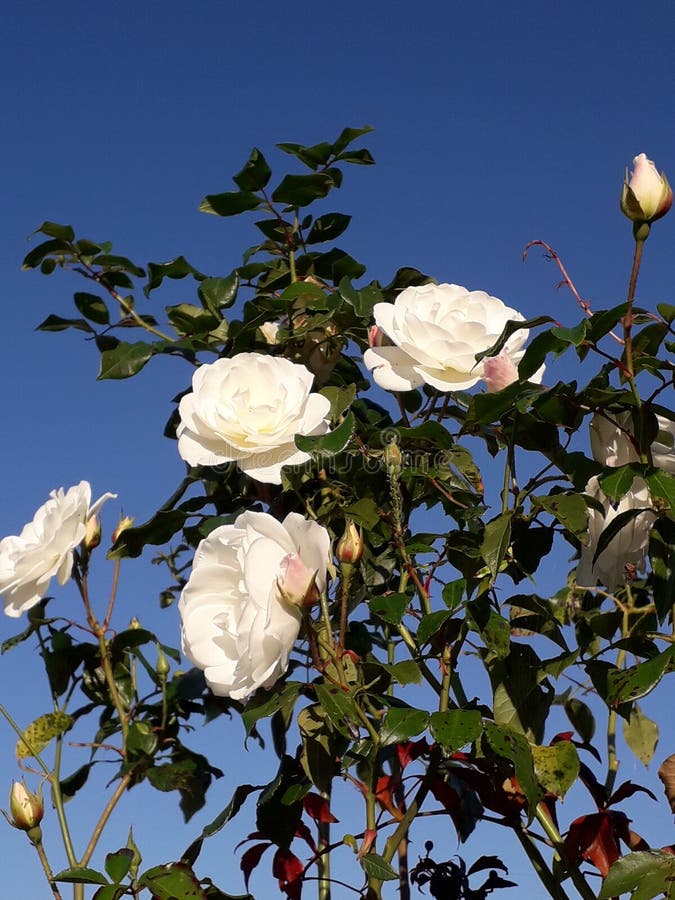 Bush de las rosas blancas fotografía de archivo Bush de las rosas blancas fotografía de archivo