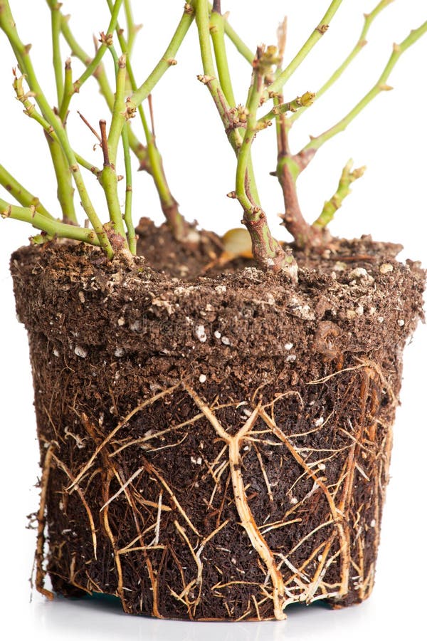 Bush of a decorative rose with roots