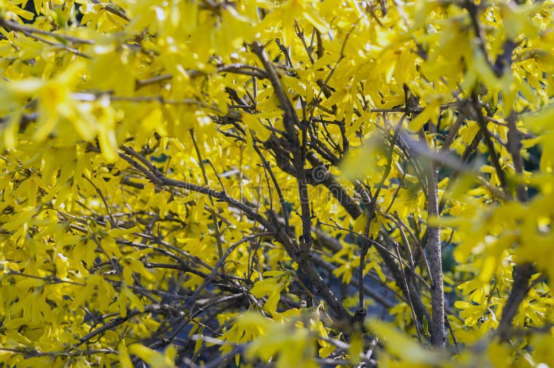 Bush dei fiori gialli di forsythia fotografia stock libera da diritti Bush dei fiori gialli di forsythia fotografia stock libera da diritti