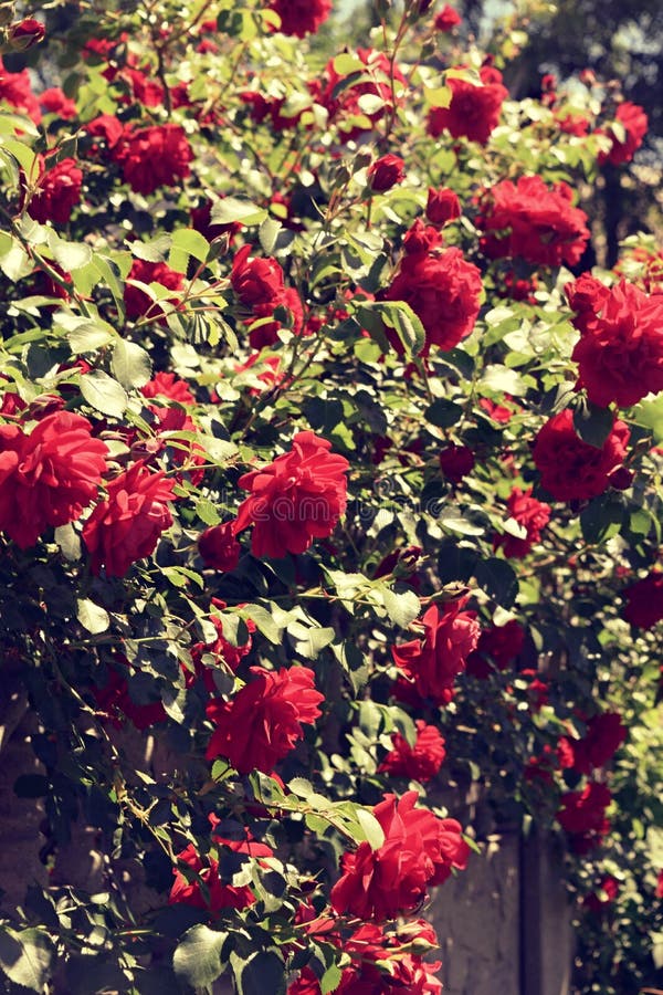 Download Bush delle rose fotografia stock. Immagine di background - 117979164