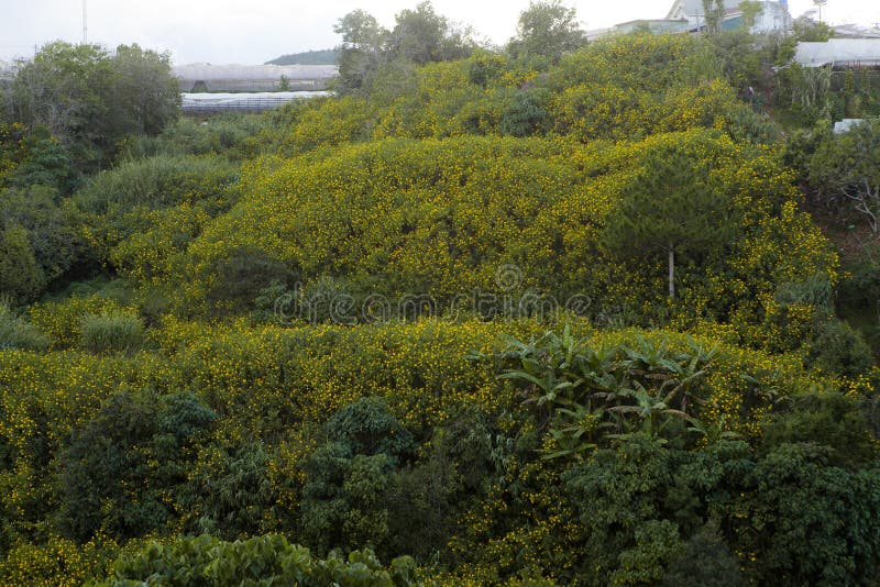 Bush der wilden Sonnenblumenblüte in der gelben, bunten Szene in DA-Lat, Vietnam lizenzfreie stockbilder Bush der wilden Sonnenblumenblüte in der gelben, bunten Szene in DA-Lat, Vietnam lizenzfreie stockbilder